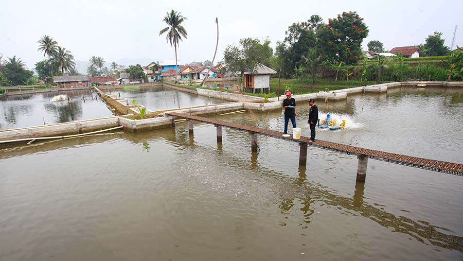 Pembudidaya memberi pakan ikan di Sukabumi, Jawa Barat, Kamis (3/10/2024). (Bloomberg Technoz/Andrean Kristianto)