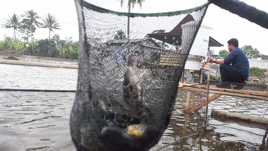 Program ini mencatatkan hasil panen 80 ton ikan, yang terdiri dari 50 ton di Sukabumi dan 30 ton di Pasuruan.  Bloomberg Technoz/Andrean Kristianto)