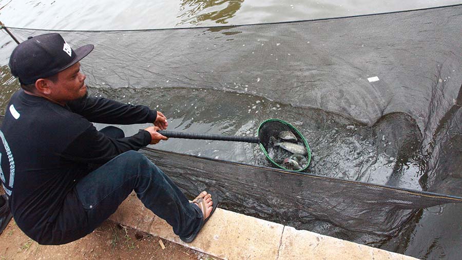 eFishery bekerja sama dengan Kemenkominfo RI meluncurkan Program Desa Perikanan Digital di Sukabumi dan Pasuruan Bloomberg Technoz/Andrean Kristianto)