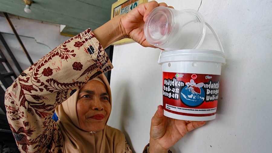 Ember lalu diisi air  agar telur berkembang menjadi jentik kemudian nyamuk Aedes aegypti ber-Wolbachia.  (Bloomberg Technoz/Andrean Kristianto)