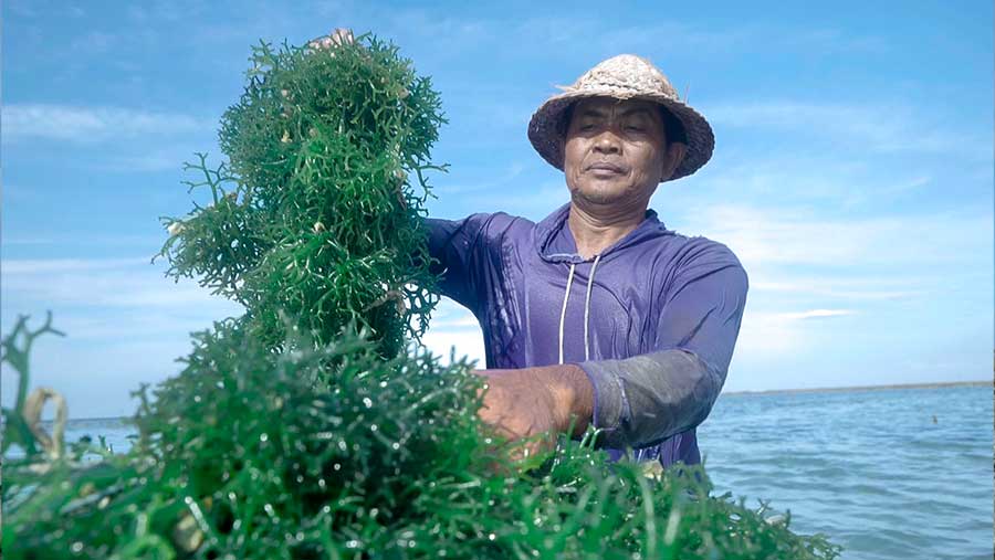 Pemberdayaan BRI Tingkatkan Skala Usaha Klaster Usaha Rumput Laut Semaya di Nusa Penida v2 (BRI)