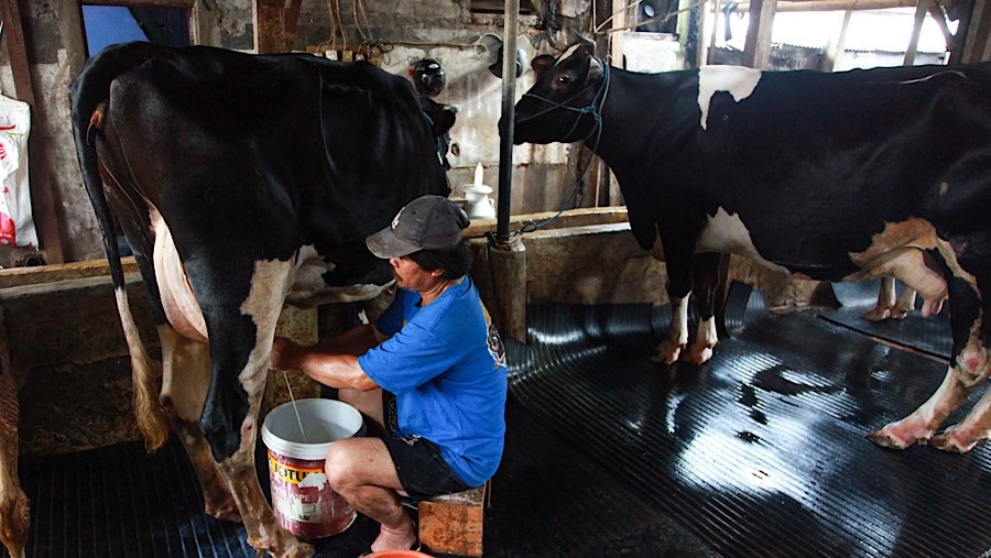 Pekerja memerah susu sapi di peternakan sapi perah kawasan Duren Tiga, Jakarta Selatan, Kamis (14/11/2024). (Bloomberg Technoz/Andrean Kristianto)