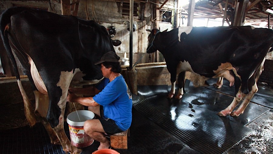 Pekerja memerah susu sapi di peternakan sapi perah kawasan Duren Tiga, Jakarta Selatan, Kamis (14/11/2024). (Bloomberg Technoz/Andrean Kristianto)