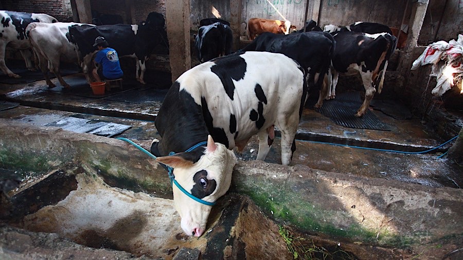 Dalam sehari peternakan ini dapat menghasilkan 150 liter susu sapi murni. (Bloomberg Technoz/Andrean Kristianto)