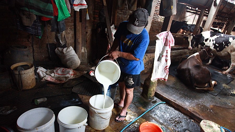 Susu impor membuat penjualan ke tingkat konsumen menurun dan harus menjual ke koperasi. (Bloomberg Technoz/Andrean Kristianto)