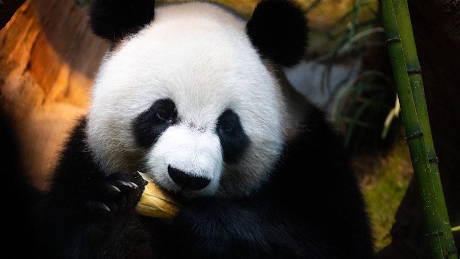 Panda raksasa An An, yang dihadiahkan Beijing di Ocean Park, Hong Kong, Minggu (8/12/2024). (Billy H.C. Kwok/Bloomberg)