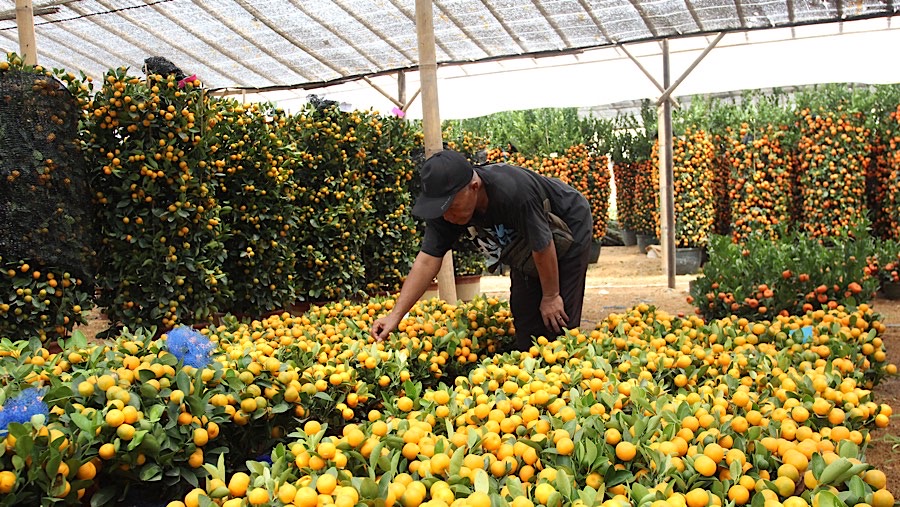 Selain sebagai simbol keberuntungan, pohon jeruk Imlek sering dijadikan sebagai lambang keharmonisan keluarga. (Bloomberg Technoz/Andrean Kristianto)