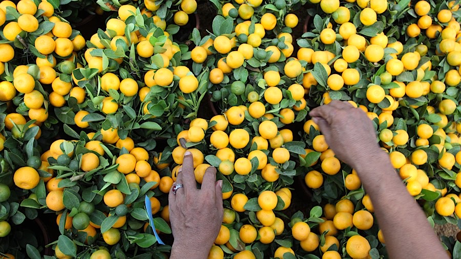 Selain persiapan di Klenteng, warga keturunan Tionghoa juga berburu pohon jeruk Kimkit atau jeruk Imlek, (Bloomberg Technoz/Andrean Kristianto)