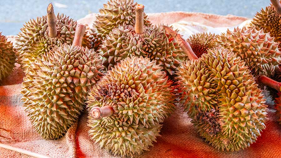 Ilustrasi Durian Merah (Envato)