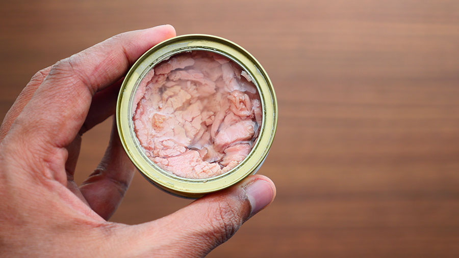 Ilustrasi Tuna Kaleng (Envato)