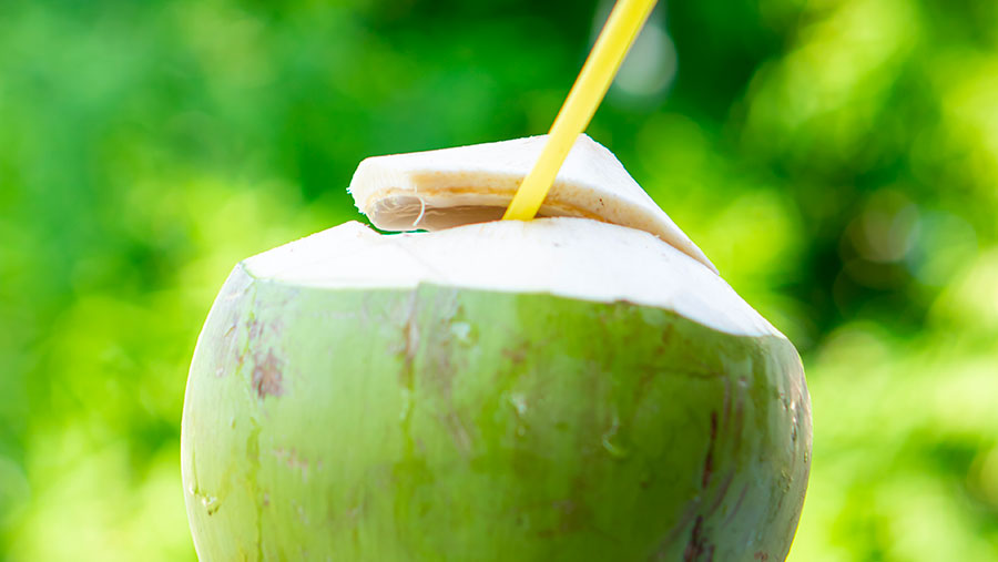 Es Kelapa Muda (Envato)