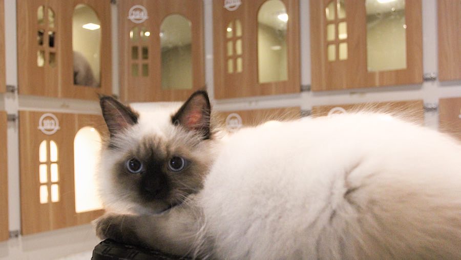 Kucing bermain saat dititipkan di Arnamir Cat Hotel, Jakarta, Rabu (26/3/2025). (Bloomberg Technoz/Andrean Kristianto)