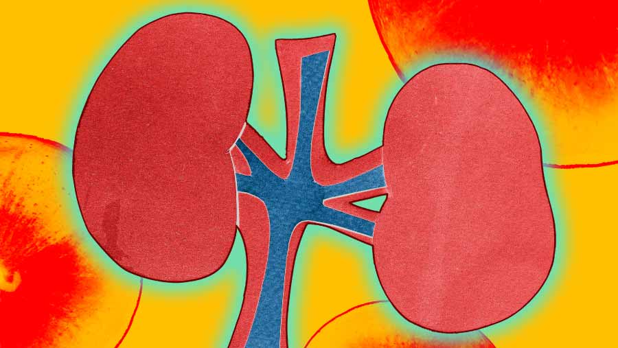  9 Makanan untuk Jaga Kesehatan Ginjal (Bloomberg Technoz/Asfahan)