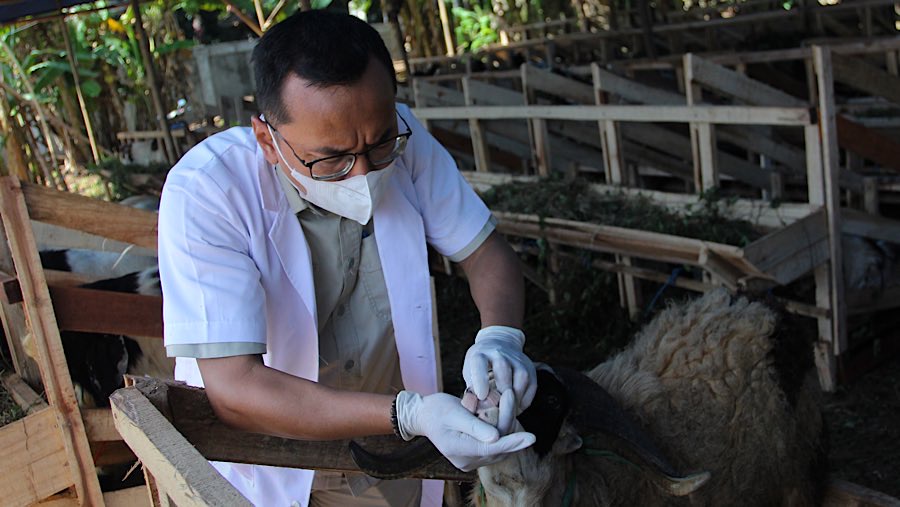 Dokter hewan memeriksa mulut kambing kurban di salah satu lapak hewan kurban di Jagakarsa, Selasa (27/5/2025). (Bloomberg Technoz/Andrean Kristianto)