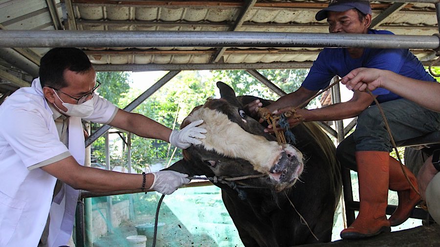 Dokter hewan memeriksa kesehatan sapi kurban di salah satu lapak hewan kurban di Jagakarsa, Selasa (27/5/2025). (Bloomberg Technoz/Andrean Kristianto)