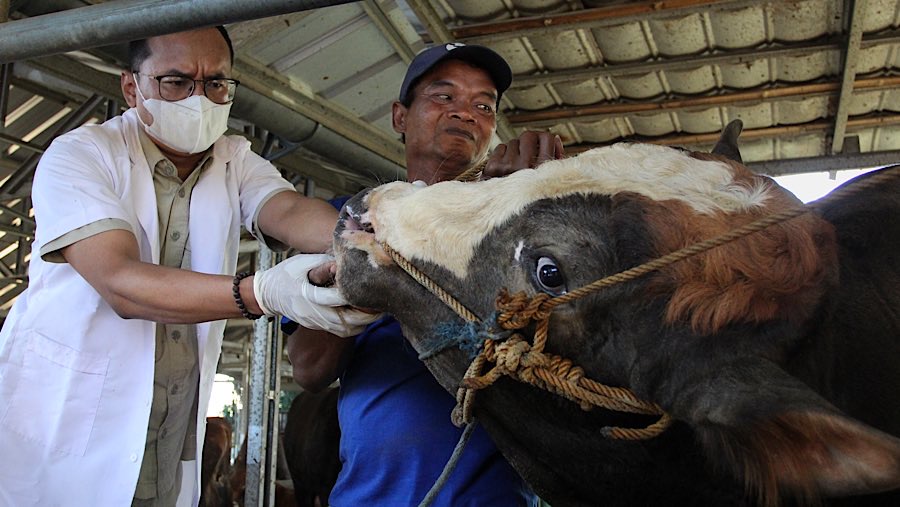 Pemeriksaan meliputi pemeriksaan mata, mulut, kaki hingga gigi hewan kurban. (Bloomberg Technoz/Andrean Kristianto)