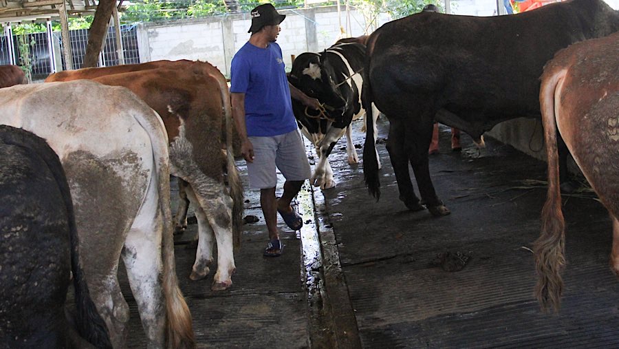 Pekerja membawa sapi kurban di salah satu lapak hewan kurban di Jagakarsa, Jakarta, Selasa (27/5/2025). (Bloomberg Technoz/Andrean Kristianto)