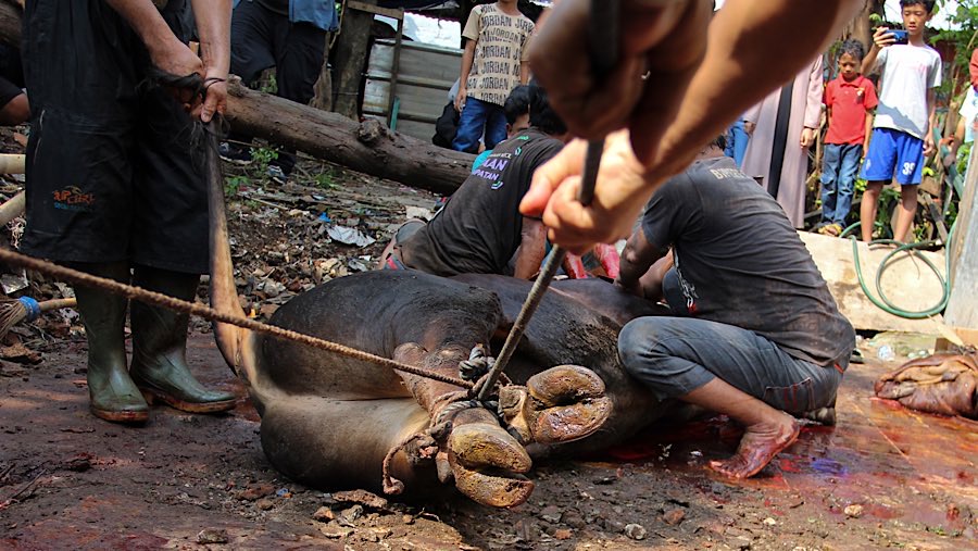Warga bersiap menyembelih sapi kurban di kawasan Kebon Melati, Jakarta, Jumat (6/6/2025). (Bloomberg Technoz/Andrean Kristianto)