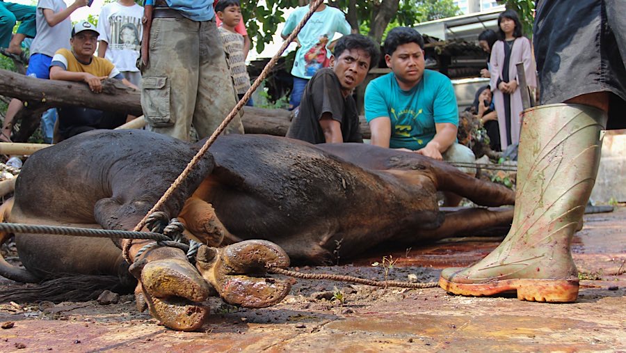 Warga bersiap menyembelih sapi kurban di kawasan Kebon Melati, Jakarta, Jumat (6/6/2025). (Bloomberg Technoz/Andrean Kristianto)