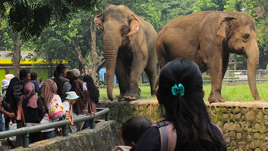 Sejumlah warga berwisata di Taman Margasatwa Ragunan, Jakarta, Senin (9/6/2025). (Bloomberg Technoz/Andrean Kristianto)