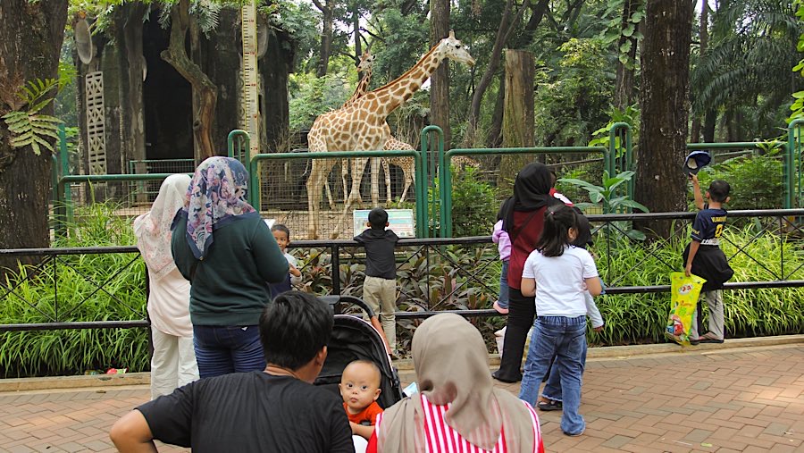 Sejumlah warga berwisata di Taman Margasatwa Ragunan (TMR), Jakarta, Senin (9/6/2025). (Bloomberg Technoz/Andrean Kristianto)