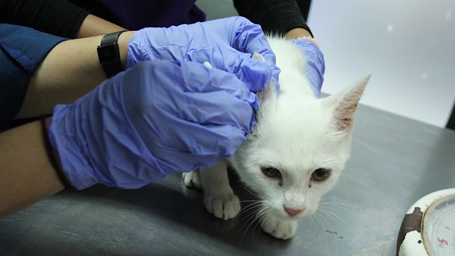 Dokter hewan memeriksa hewan peliharaan di Puskeswas Ragunan, Jakarta, Selasa (10/4/2025). (Bloomberg Technoz/Andrean Kristianto)