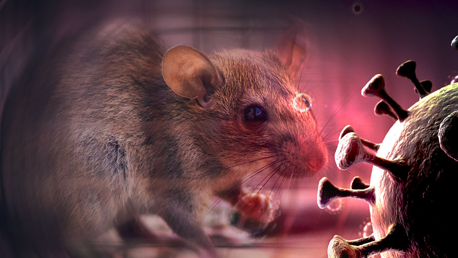 Ilustrasi Hanta Virus (Dok. Envato)
