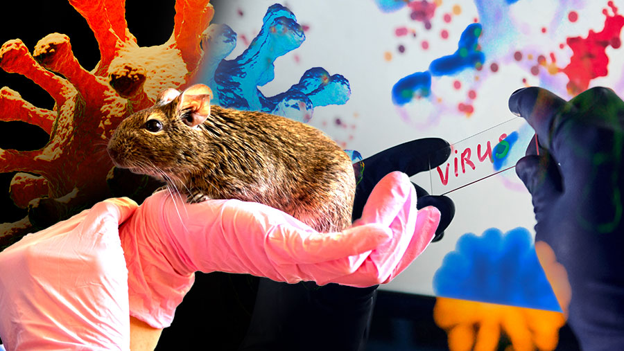 Ilustrasi Hanta Virus (Dok. Envato)