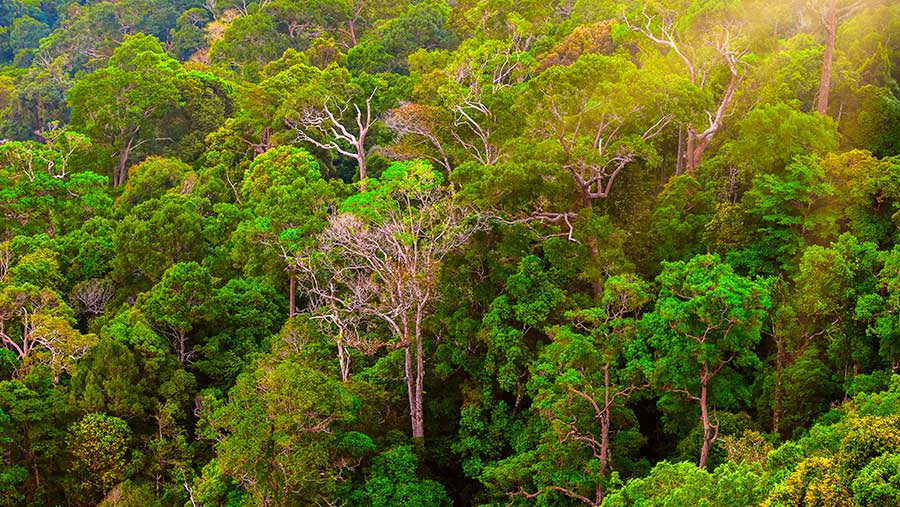 Ilustrasi Hutan Indonesia (Envato)