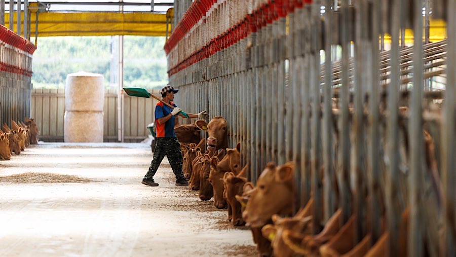 Pekerja memberi pakan sapi potong di sebuah kandang di Cheonan, Korea Selatan, Senin (28/7/2025). (SeongJoon Cho/Bloomberg)