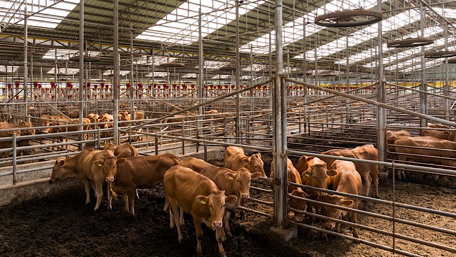 Para petani dan peternak di Korea Selatan gelisah disaat pemerintahnya sedang melakukan perundingan dagang dengan AS. (SeongJoon Cho/Bloomberg)