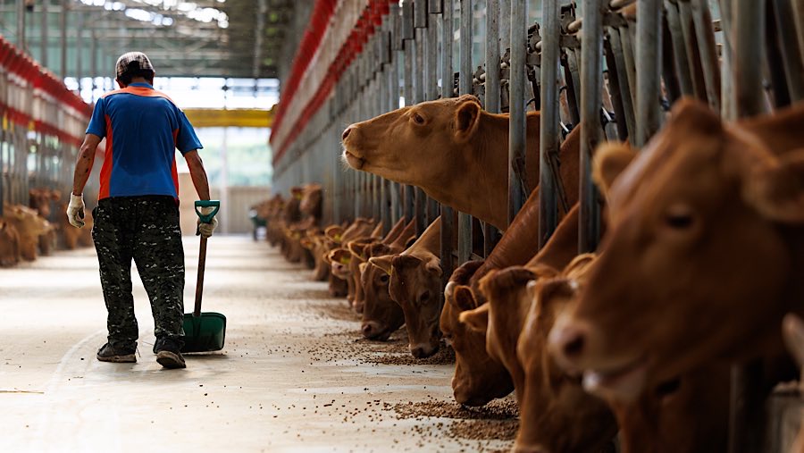 Pekerja bersiap memberi pakan sapi potong di sebuah kandang di Cheonan, Korea Selatan, Senin (28/7/2025). (SeongJoon Cho/Bloomberg)
