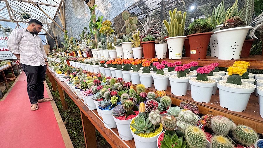 Pengunjung dapat menemukan berbagai jenis tanaman hias dalam pameran ini. (Bloomberg Technoz/Andrean Kristianto)