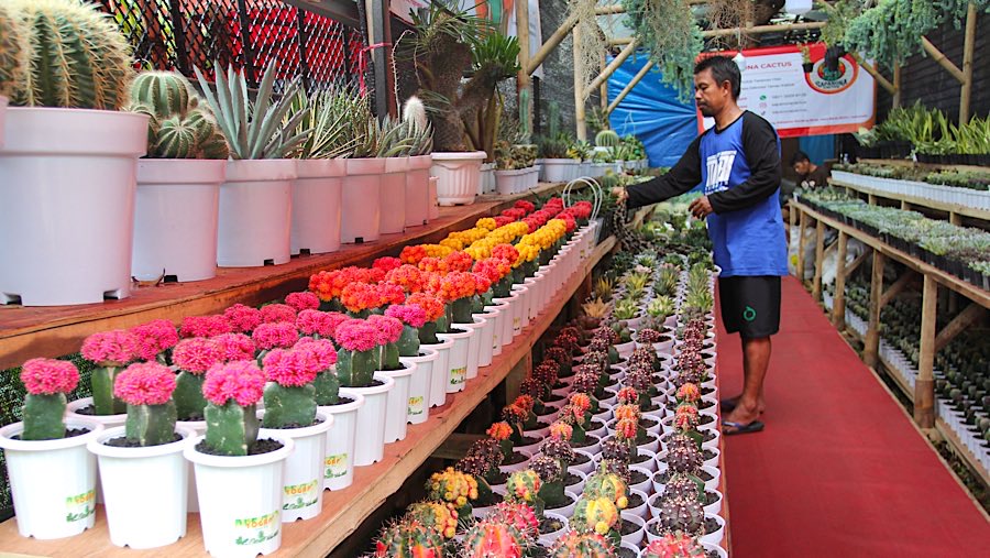 Pedagang merapihkan tanaman kaktus saat Pameran Flona 2025 di Taman Lapangan Banteng, Senin (11/8/2025). (Bloomberg Technoz/Andrean Kristianto)