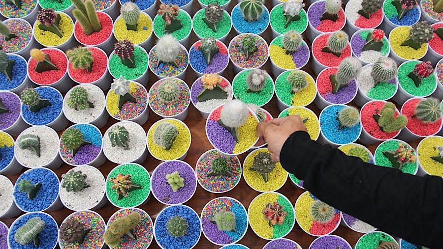 Pedagang merapihkan tanaman kaktus saat Pameran Flona 2025 di Taman Lapangan Banteng, Senin (11/8/2025). (Bloomberg Technoz/Andrean Kristianto)