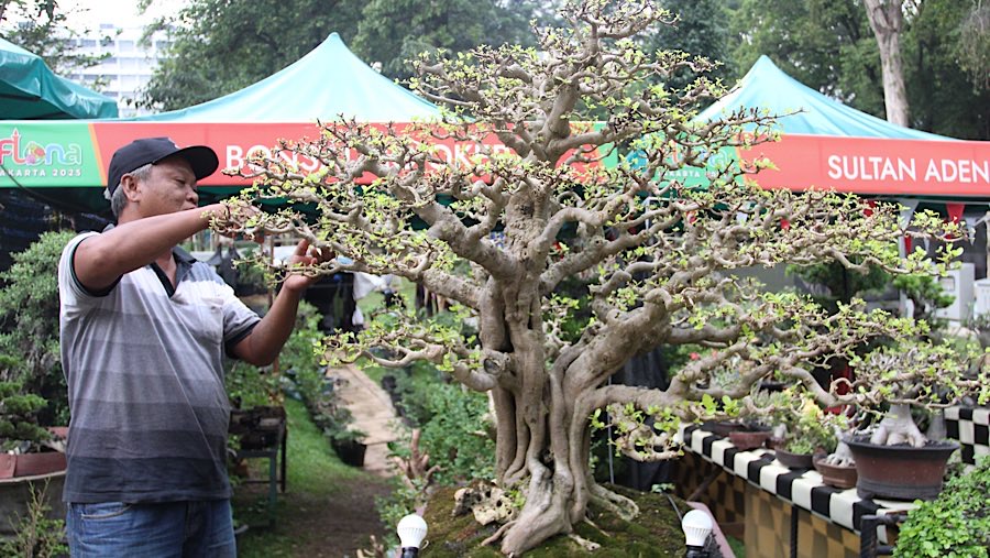 Dalam pameran ini juga terdapat tanaman seharga Rp150 juta yaitu Bonsai Sincai Kecut yang berusia 32 tahun. (Bloomberg Technoz/Andrean Kristianto)
