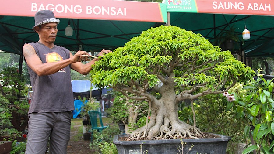 Salah satu yang dijual dalam pameran ini adalah Beringin Philippine berusia 25 tahun seharga Rp80juta. (Bloomberg Technoz/Andrean Kristianto)