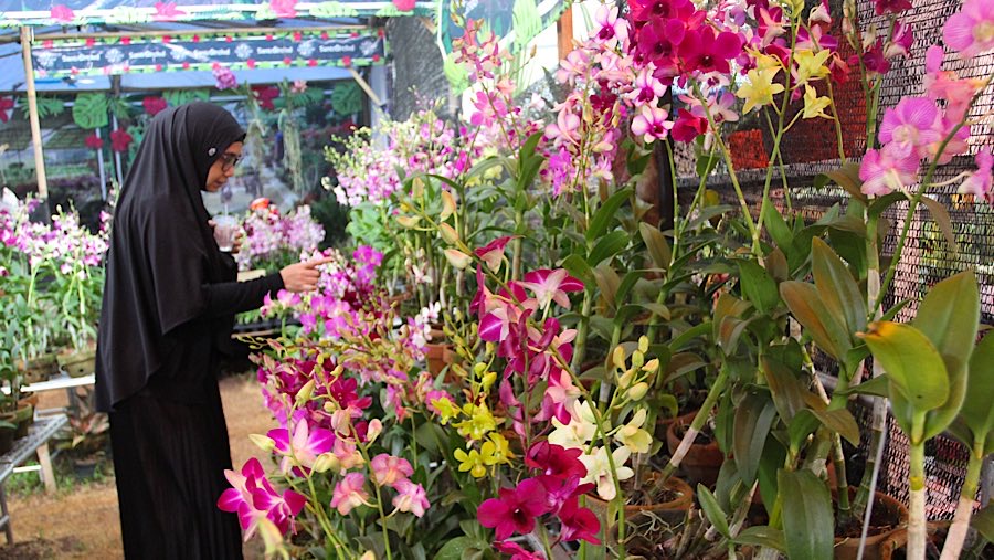 Pengunjung juga dapat melihat berbagai macam jenis anggrek yang dijual. (Bloomberg Technoz/Andrean Kristianto)