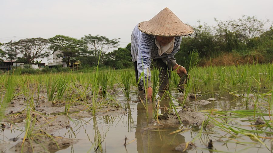Petani menanam padi di persawahan kawasan Tarumajaya, Kab. Bekasi. Jawa Barat, Rabu (14/8/2025). (Bloomberg Technoz/Andrean Kristianto)
