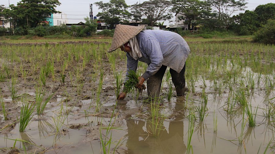 Petani menanam padi di persawahan kawasan Tarumajaya, Kab. Bekasi. Jawa Barat, Rabu (14/8/2025). (Bloomberg Technoz/Andrean Kristianto)
