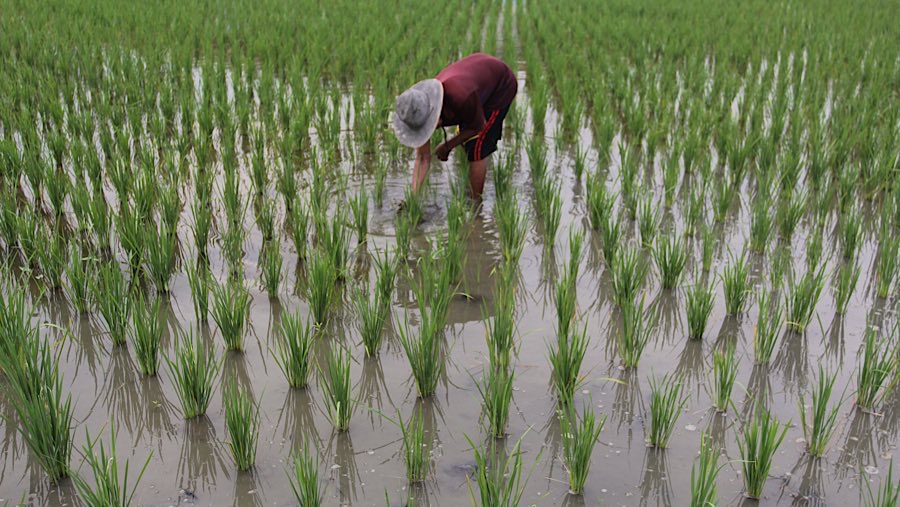 Petani menanam padi di persawahan kawasan Tarumajaya, Kab. Bekasi. Jawa Barat, Rabu (14/8/2025). (Bloomberg Technoz/Andrean Kristianto)
