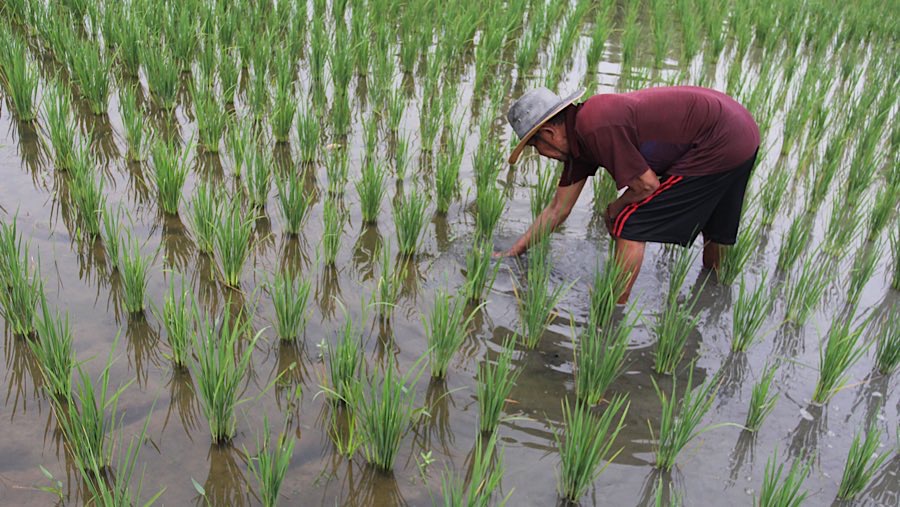 Petani menanam padi di persawahan kawasan Tarumajaya, Kab. Bekasi. Jawa Barat, Rabu (14/8/2025). (Bloomberg Technoz/Andrean Kristianto)
