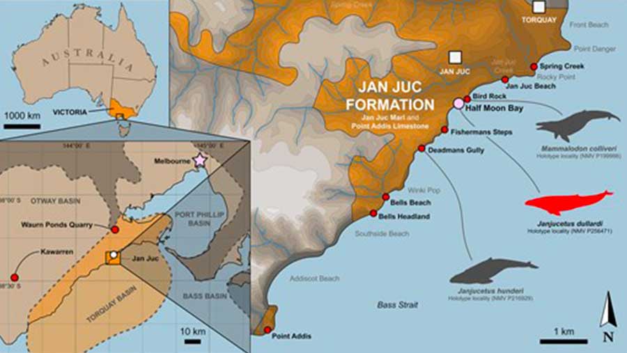 Penelitian fosil paus purba di pesisir tenggara Australia. (dok: Zoological Journal of the Linnean Society)