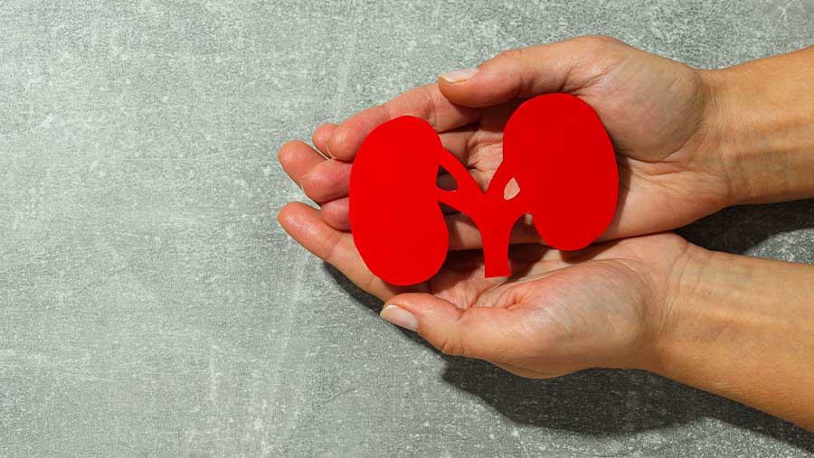 Ilustrasi Kanker Ginjal (Envato)