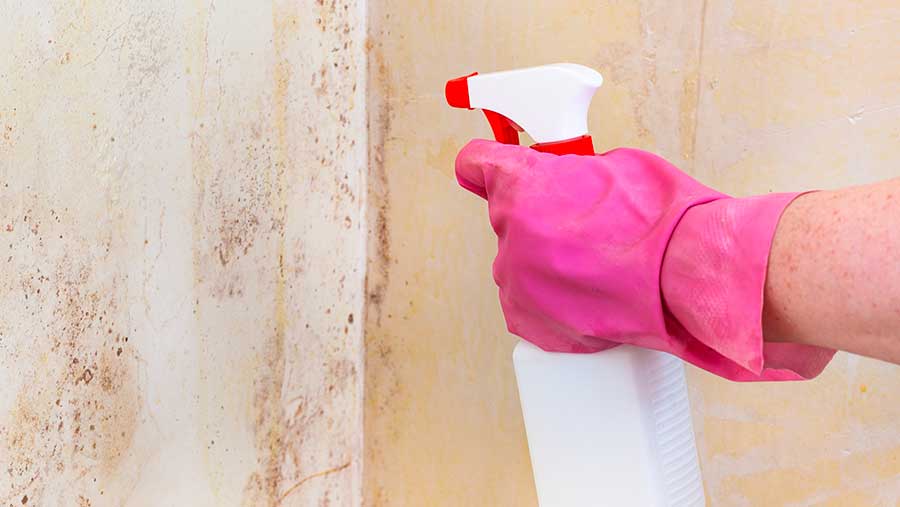 Ilustrasi Cara Efektif Membersihkan dan Mencegah Jamur Hitam di Rumah (Envato)