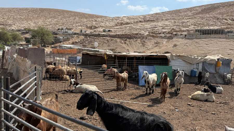 Peternakan warga Palestina di Tepi Barat di kawasan E-1. (Bloomberg)