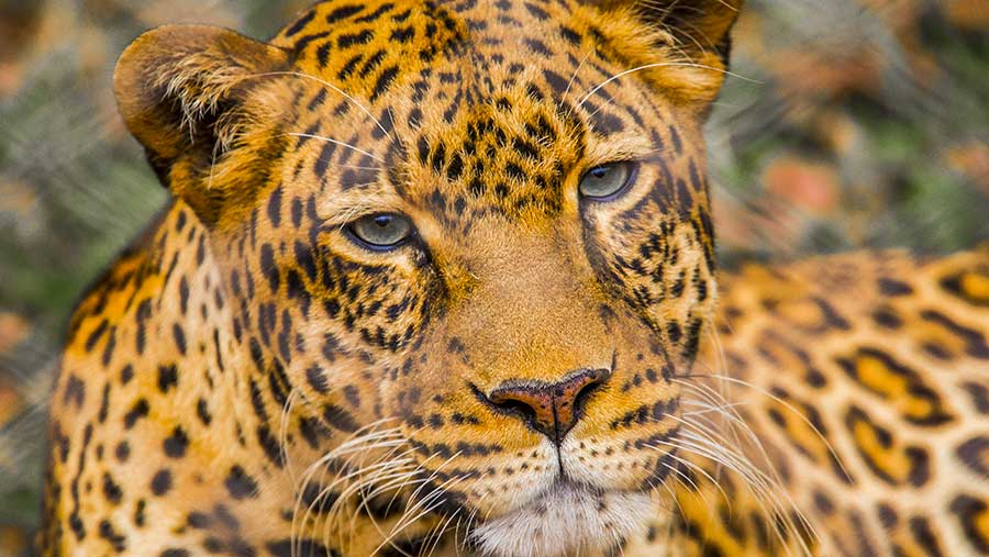 Ilustrasi macan tutul (Envato)