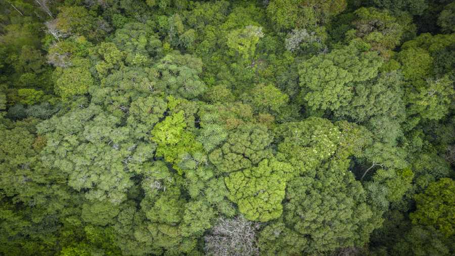 Hamparan hutan primer lebat di Taman Nasional Loango, Gabon. (Guillem Sartorio/Bloomberg)

