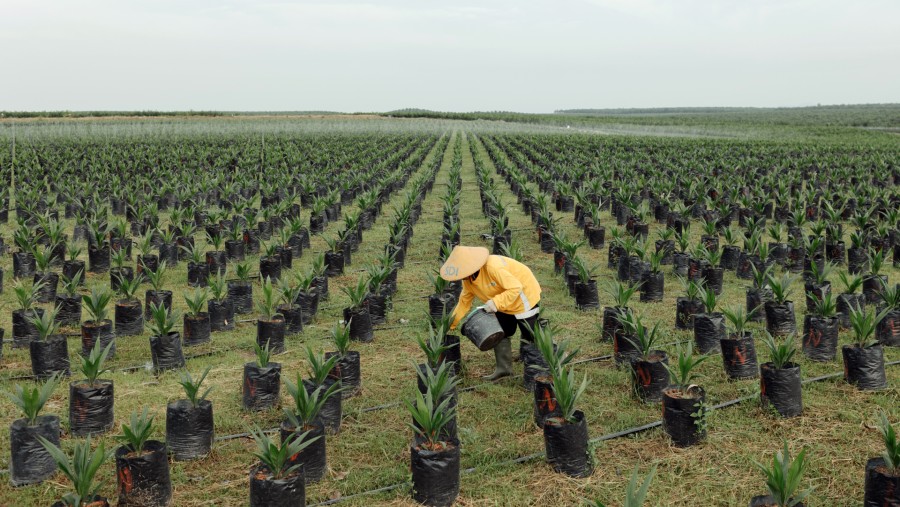 Seorang pekerja memberikan pupuk pada pohon kelapa sawit di kebun pembibitan di Kabupaten Kotawaringin Barat. (Fotografer:Muhammad Fadli/Bloomberg)