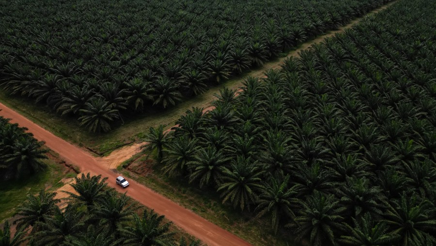 Perkebunan  kelapa sawit./Bloomberg-Ivan Valencia